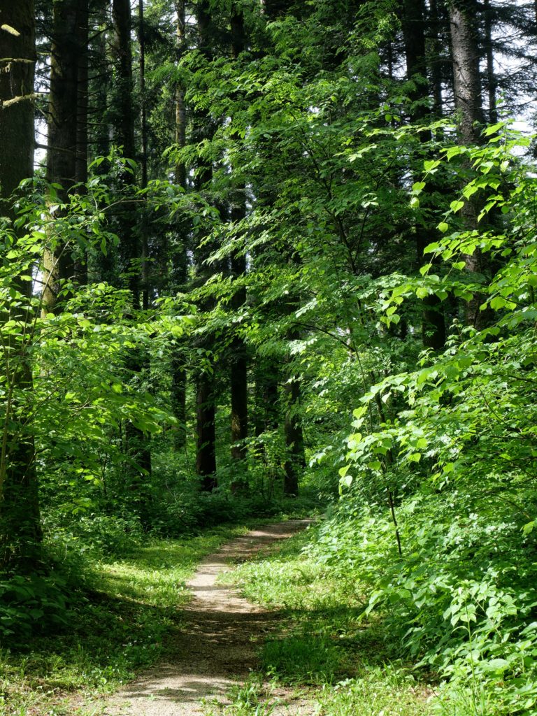 Chemin en forêt, Slovénie