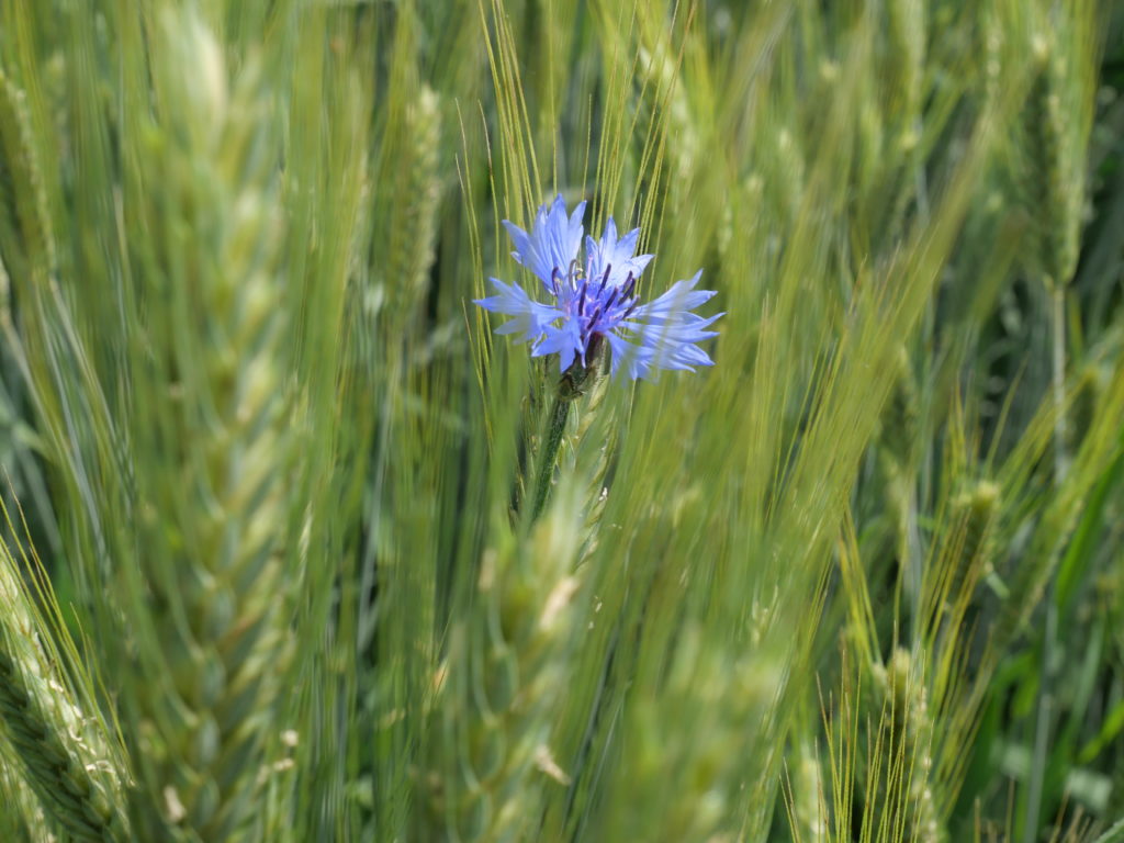 Bleuet dans un champs de blé, Slovénie
